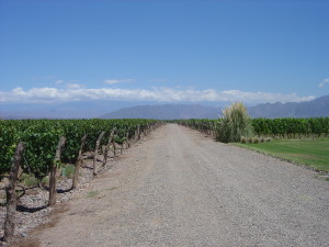 Mendoza Vineyards